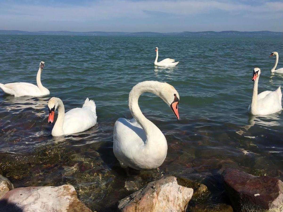 Zawia Apartman Apartamento Balatonföldvár Exterior foto